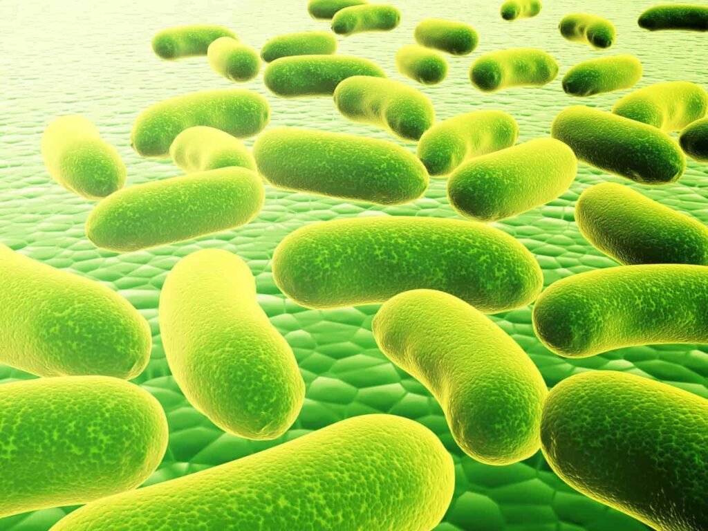 bacterial-cells